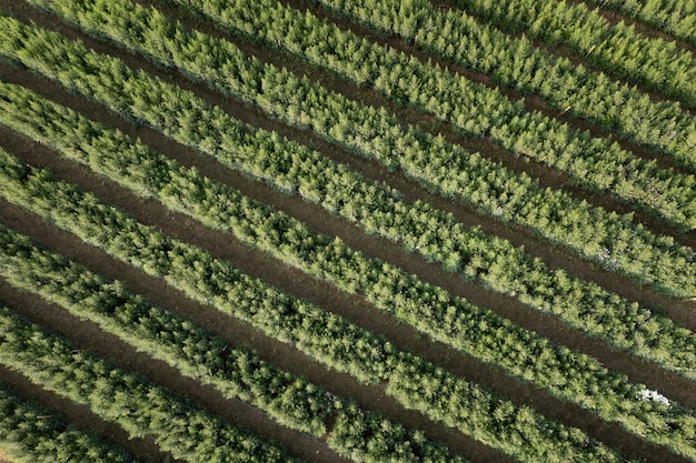 Vista aérea de cima jardim flor verde em linhas abstrato em tailandês