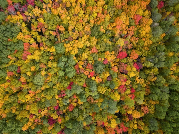 Vista aérea de cima nas árvores coloridas durante o outono