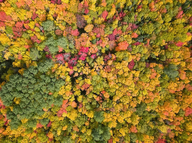 Vista aérea de cima nas árvores coloridas durante o outono