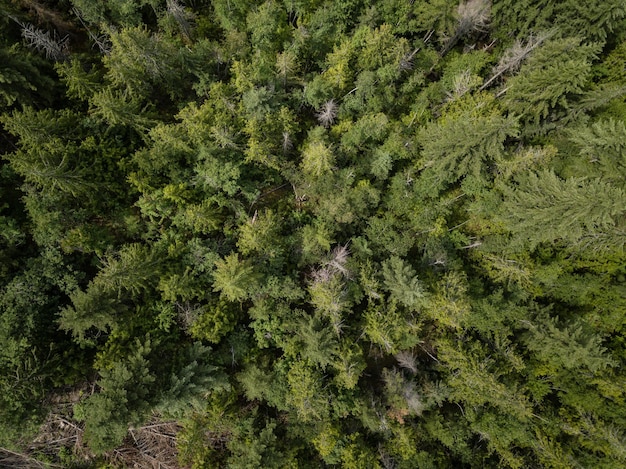 Vista aérea de cima nas árvores verdes na floresta