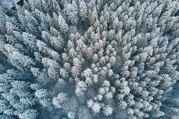 Vista aérea de cima para baixo da floresta de pinheiros perenes coberta de neve após uma forte queda de neve na floresta de montanha de inverno em um dia frio e tranquilo.