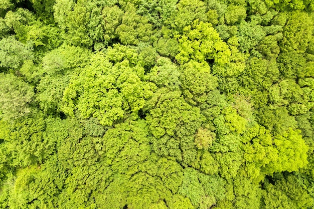 Vista aérea de cima para baixo da floresta verde de verão com copas de muitas árvores frescas.