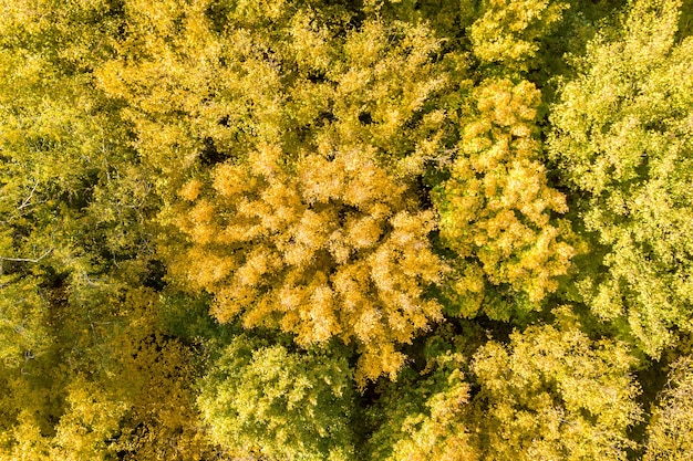 Vista aérea de cima para baixo das copas verdes e amarelas na floresta de outono.