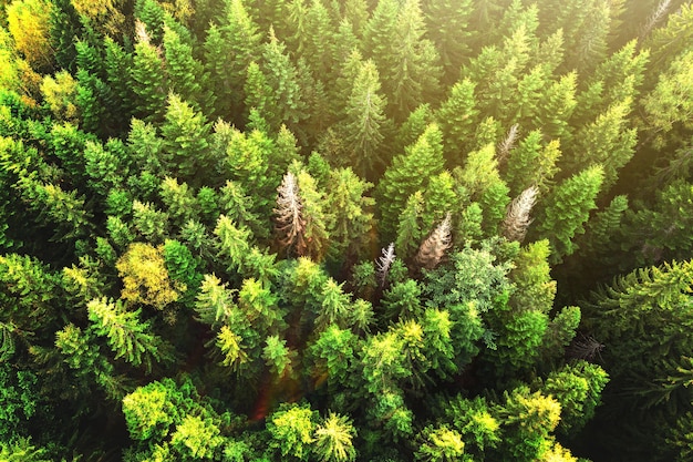 Vista aérea de cima para baixo de abetos verdes brilhantes e árvores amarelas de outono na floresta de outono.