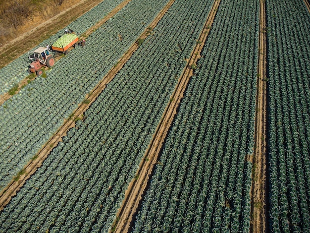 Vista aérea de cima para baixo do trator e reboque de repolho no campo Bulgária