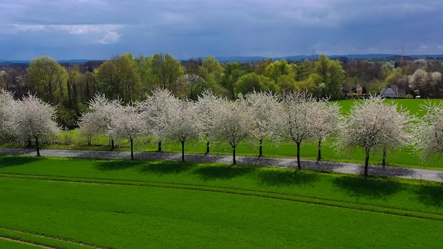 Vista aérea de drone da paisagem de primavera uma estrada entre as cerejeiras em flor perto da aldeia e campos verdes campo da Alemanha