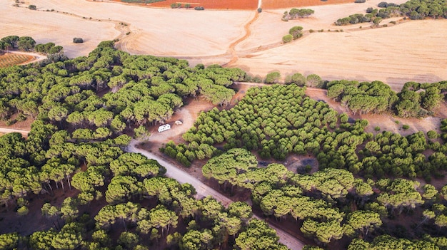 Vista aérea de drone de prados verdes e florestas de pinheiros árvores florestais em montanha ao ar livre natureza paisagem lugar cênico