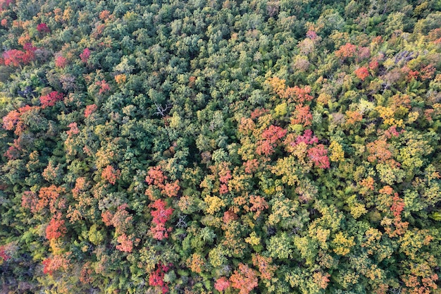 Vista aérea de drones da floresta colorida de outono na floresta tropical no parque nacional