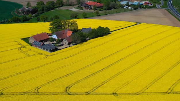 Vista aérea de drones de campos de colza amarela no campo alemão