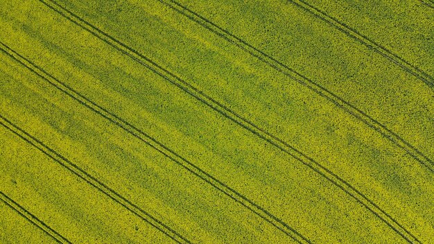 Vista aérea de drones de campos de colza amarela no campo alemão