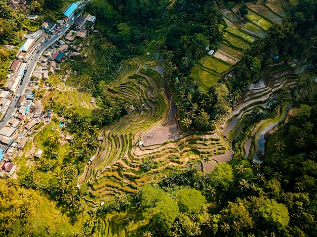 Vista aérea de drones dos terraços de arroz em Ubud, Bali-Indonésia.