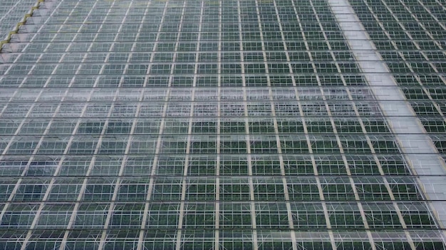 Vista aérea de estufas vista de drone em estufa industrial moderna Plantações verdes disparadas através do teto de vidro transparente