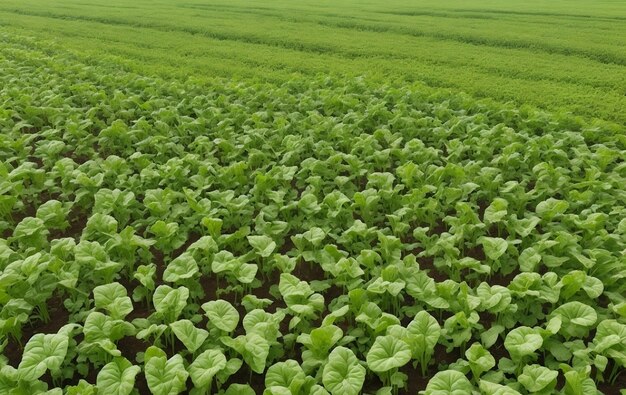 Foto vista aérea de fileiras de plantas de soja verde num campo ai gerado