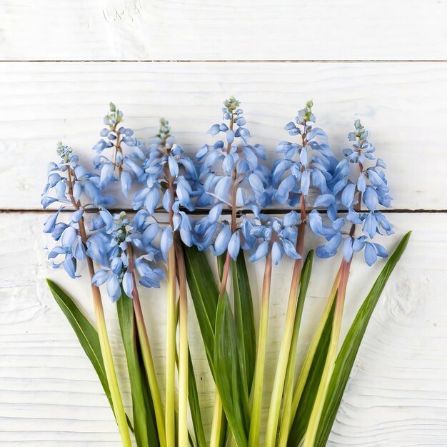 Vista aérea de flores azuis scilla em um fundo branco de madeira