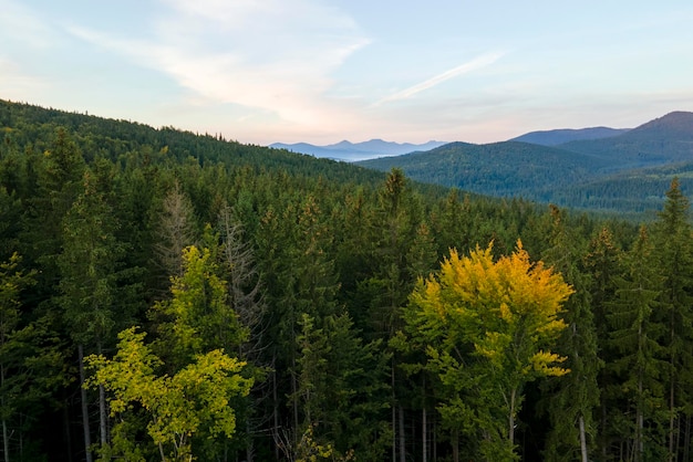 Vista aérea de paisagens incríveis com colinas escuras cobertas de pinheiros florestais ao nascer do sol do outono bela floresta selvagem ao amanhecer