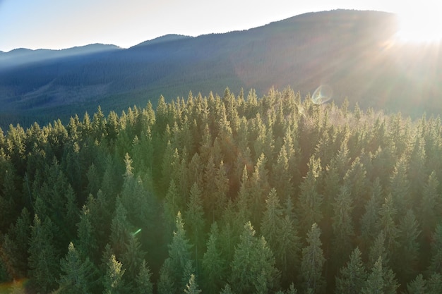 Vista aérea de paisagens incríveis com feixes de luz brilhando através da floresta escura nebulosa com pinheiros ao nascer do sol de outono Bela floresta selvagem ao amanhecer