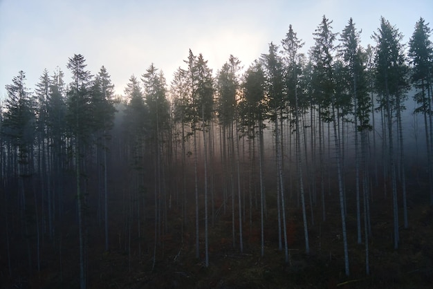 Vista aérea de paisagens incríveis com feixes de luz brilhando através da floresta escura nebulosa com pinheiros ao nascer do sol de outono Bela floresta selvagem ao amanhecer