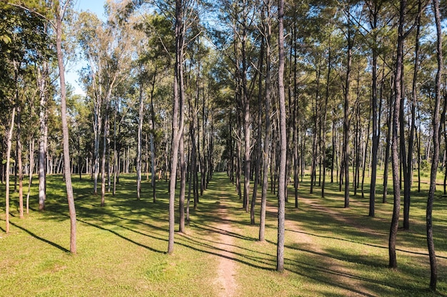 Vista aérea de pinheiros com o brilho do sol na floresta em área de conservação em dia ensolarado