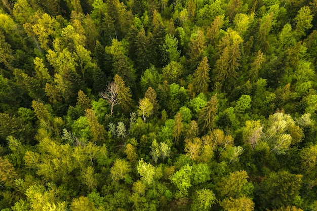 Vista aérea de pinheiros mistos escuros e floresta exuberante com copas de árvores verdes.