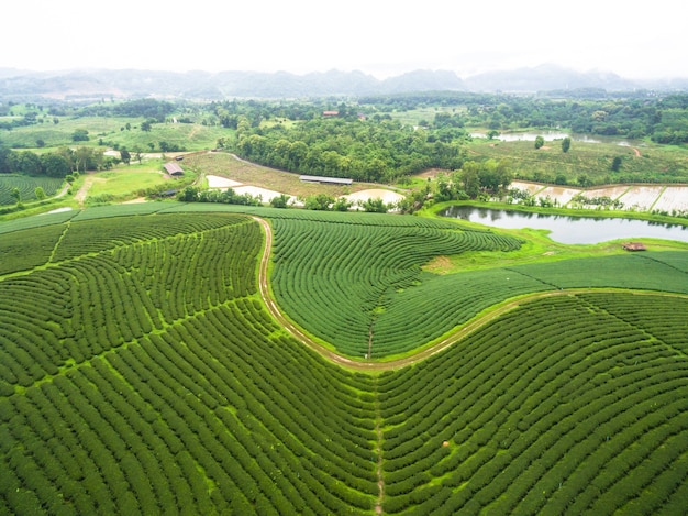 Vista aérea, de, plantação chá