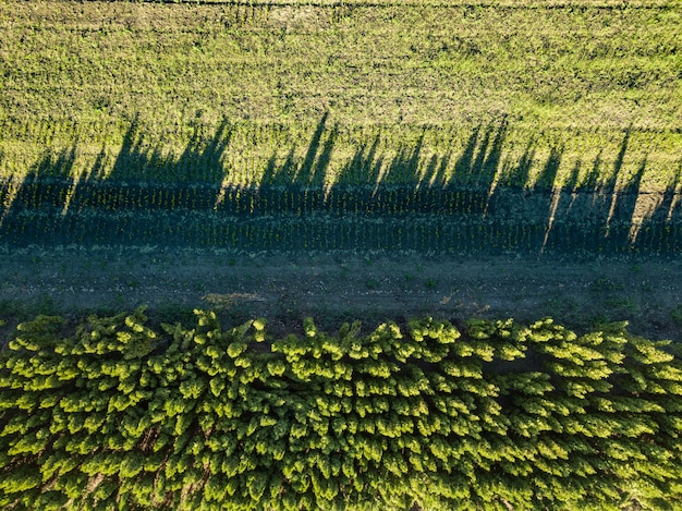 Vista aérea de sombras no chão de árvores jovens, uma plantação plantada com árvores.