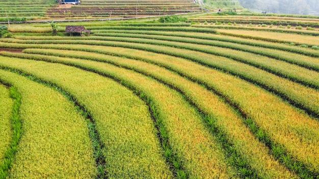 Vista aérea de terraços de arroz formando um padrão