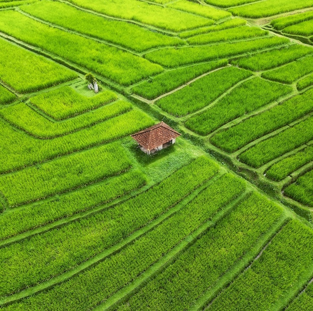 Vista aérea de terraços de arroz Paisagem com drone Paisagem agrícola do ar Terraços de arroz no verão Patrimônio Mundial da UNESCO Terraço de ascensão Jatiluwih Bali Indonésia Travel image