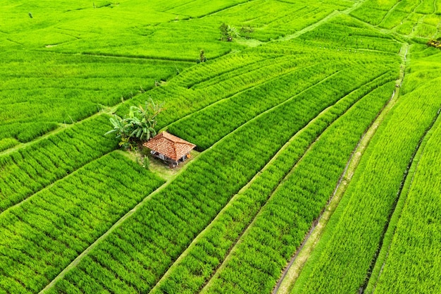 Vista aérea de terraços de arroz Paisagem de drone Paisagem agrícola do ar Terraços de arroz no verão Patrimônio Mundial da UNESCO Terraço de elevação de Jatiluwih Bali Indonésia Travel image