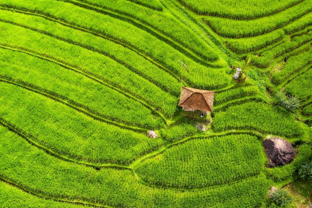 Vista aérea de terraços de arroz Paisagem de drone Paisagem agrícola do ar Terraços de arroz no verão Patrimônio Mundial da UNESCO Terraço de elevação de Jatiluwih Bali Indonésia Travel image