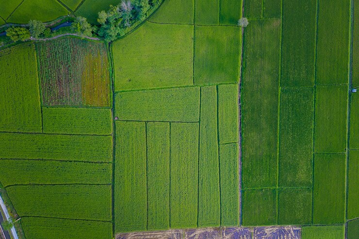 Vista aérea de terras agrícolas / campo de arroz na Tailândia