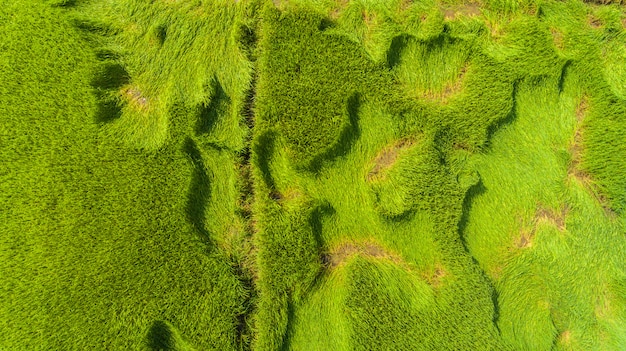 Vista aérea de um arrozais