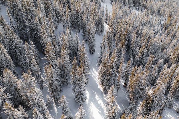 Vista aérea de um bosque nevado