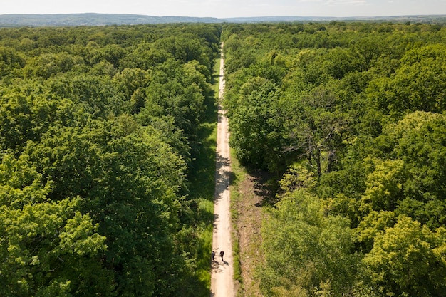 Vista aérea de um caminho que atravessa a floresta