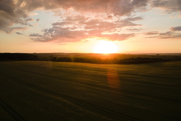 Vista aérea de um campo agrícola cultivado amarelo com trigo maduro em uma vibrante noite de verão