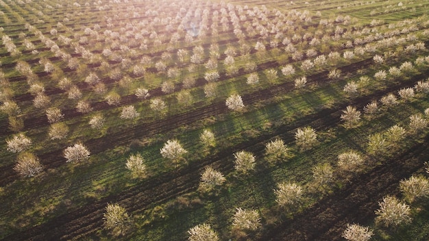 Vista aérea de um campo com árvores e o sol brilhando sobre ele