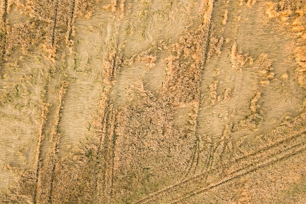 Vista aérea de um campo de fazenda maduro pronto para a colheita com cabeças de trigo caídas quebradas pelo vento