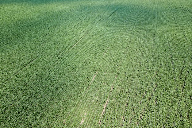 Vista aérea de um campo de milho verde. Aérea de Milho.