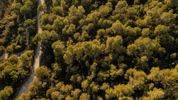 Vista aérea de um drone de uma floresta, onde predomina o pinheiro