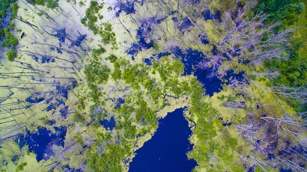 Vista aérea de um pântano ou pântano cercado por árvores brancas e magras com algumas gramíneas verdes