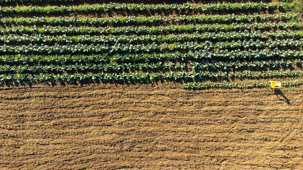 Vista aérea de um pomar