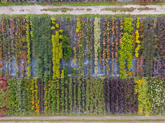 Vista aérea de um viveiro de árvores com plantas verdes vermelhas e vermelhas amarelas dispostas em uma fileira durante o outono Plantas em cores de outono Alsácia França Europa