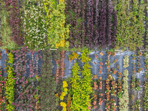 Vista aérea de um viveiro de árvores com plantas verdes vermelhas e vermelhas amarelas dispostas em uma fileira durante o outono plantas em cores de outono alsácia frança europa