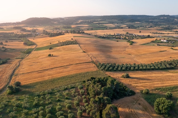 Vista aérea de uma área rural ao nascer do sol com campos dourados e plantações de oliveiras