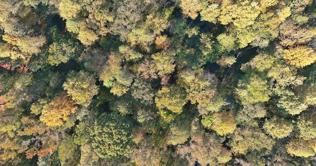 Vista aérea de uma bela paisagem natural com cores quentes de outono e uma floresta amarela na carolina do sul