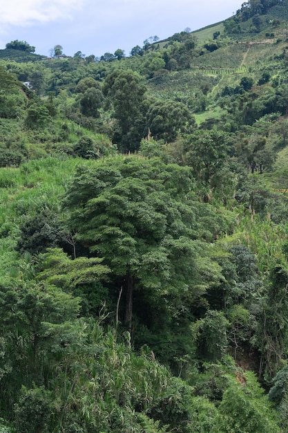 vista aérea de uma densa floresta tropical nas montanhas colombianas, zona de café colombiana