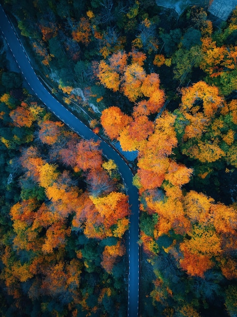 Vista aérea de uma estrada através de uma floresta com laranjeiras e uma estrada que atravessa a floresta.