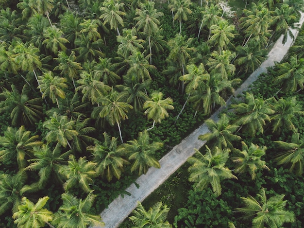 Foto vista aérea de uma estrada em meio a palmeiras
