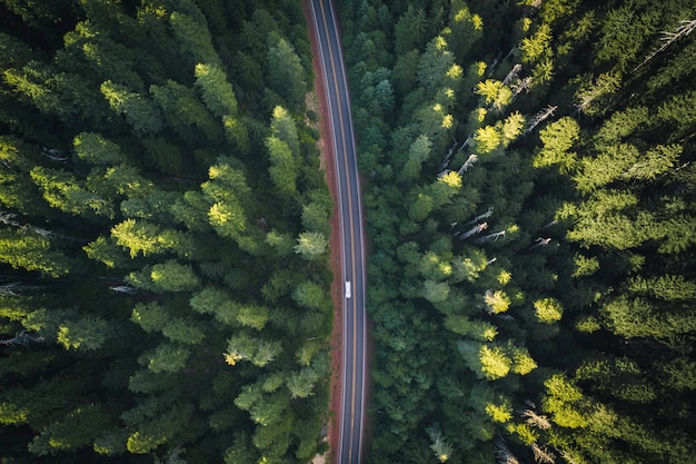 Vista aérea de uma estrada na floresta