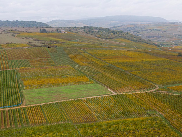 Vista aérea de uma estrada que passa pelas vinhas no outono As vinhas são amarelo-alaranjadas nas Cores do outono Alsácia França Europa