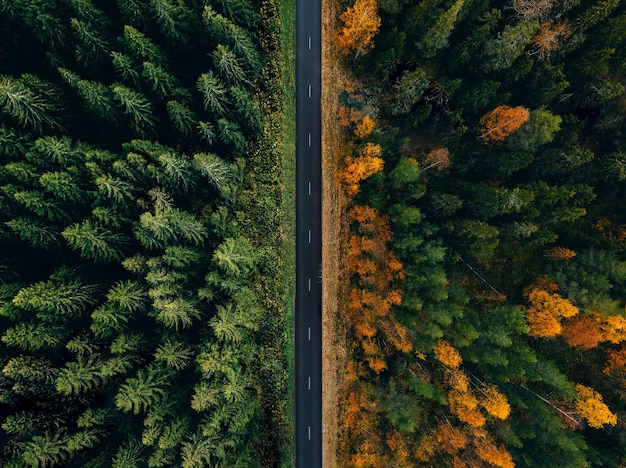 Vista aérea de uma estrada rodoviária através da floresta no verão e outono ou outono